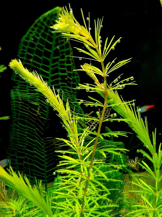 Underwater Eden: Creating a Lush Aquascape with the Best Aquarium Plants