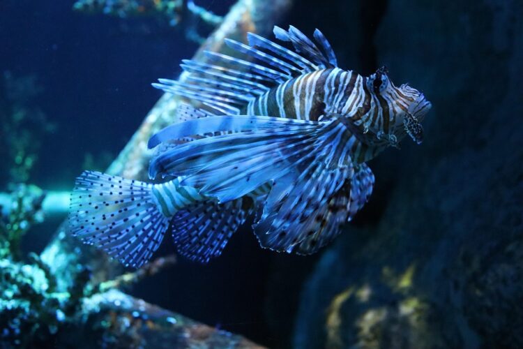 Underwater Wonders: Dive into the Joy of Aquarium Community!