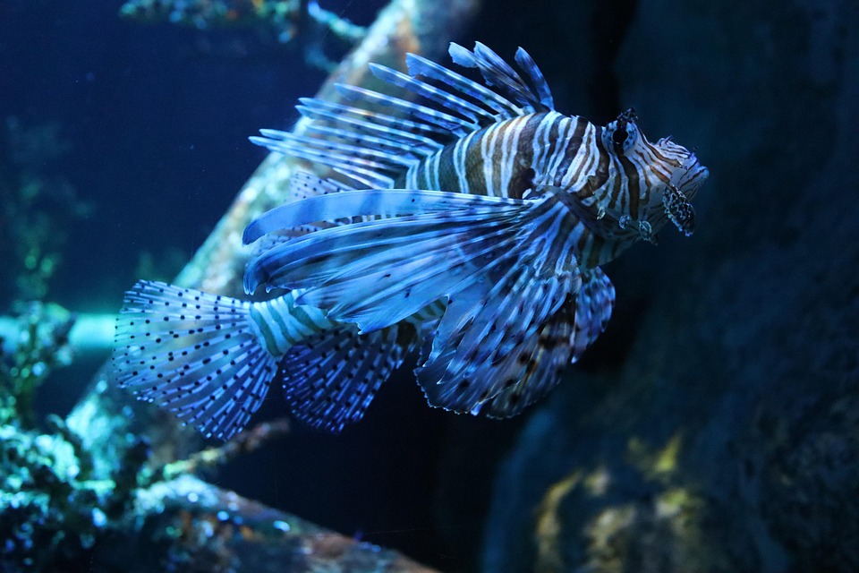 Underwater Wonders: Dive into the Joy of Aquarium Community!