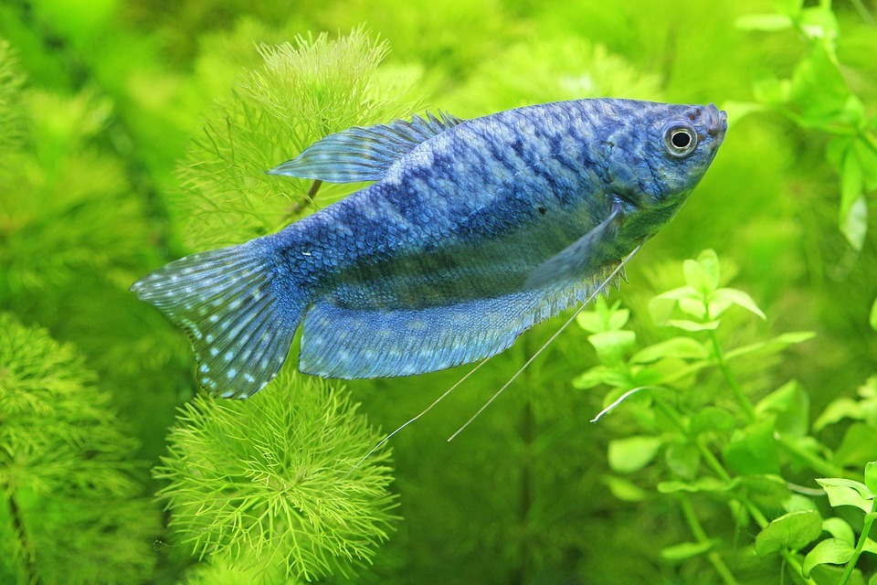 Underwater Wonders: Dive into the World of Aquarium Artistry