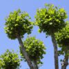 Unlocking Growth: The Art and Science of Stem Plant Pruning