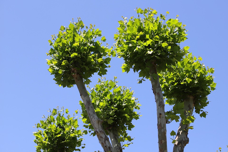 Unlocking Growth: The Art and Science of Stem Plant Pruning