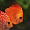 Unlocking the Mysteries of Cichlid Behavior: Insights into Their Colorful Personalities and Social Dynamics