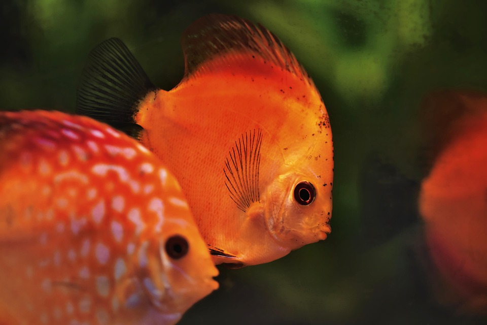 Unlocking the Mysteries of Cichlid Behavior: Insights into Their Colorful Personalities and Social Dynamics