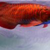 Unlocking the Mystique: The Allure and Care of Arowana Fish in Your Aquarium