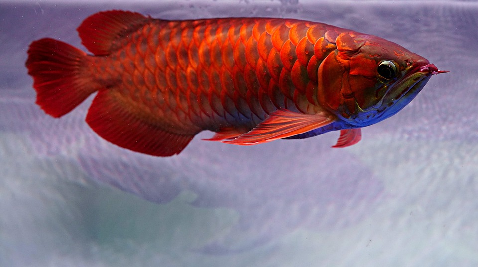 Unlocking the Mystique: The Allure and Care of Arowana Fish in Your Aquarium