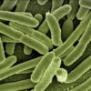 Unlocking the Power of Beneficial Bacteria: Boost Your Health Naturally!