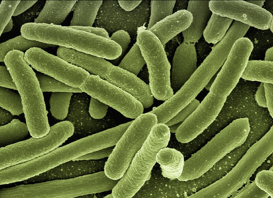 Unlocking the Power of Beneficial Bacteria: Boost Your Health Naturally!