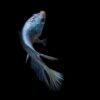 Unlocking the Secrets: The Perfect Water Temperature for Thriving Betta Fish