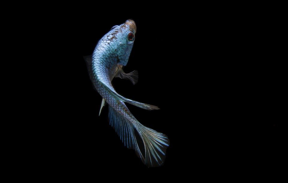 Unlocking the Secrets: The Perfect Water Temperature for Thriving Betta Fish