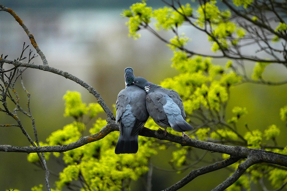Unlocking the Secrets of Successful Breeding Pairs: A Guide to Creating Your Dream Pairing!