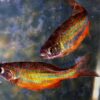 Unlocking the Secrets of the Celestial Pearl Danio: Nature's Tiny Jewel of the Aquarium!