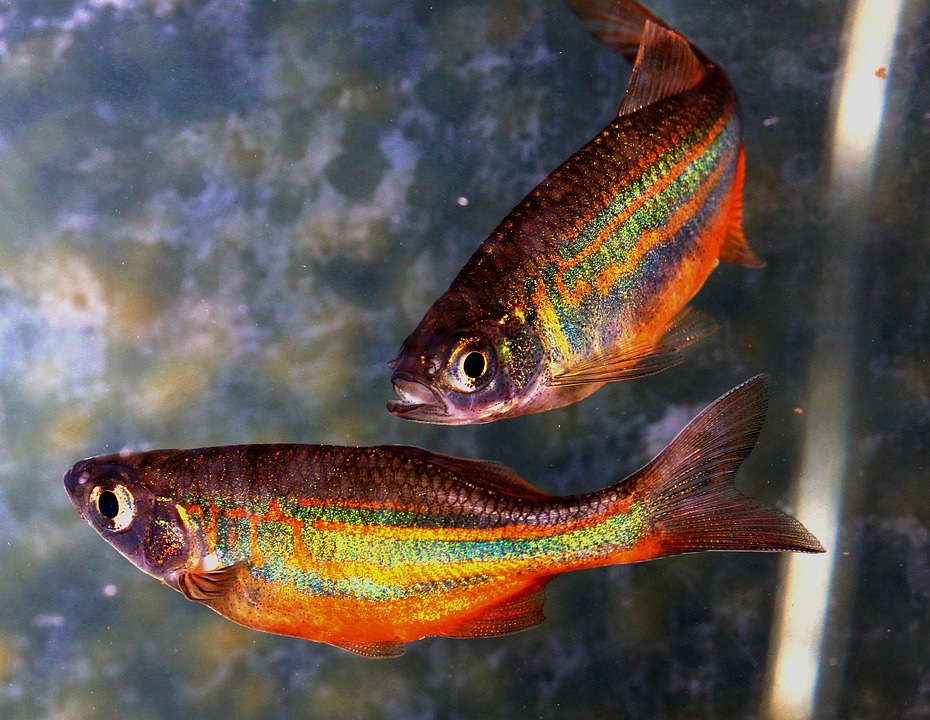 Unlocking the Secrets of the Celestial Pearl Danio: Nature’s Tiny Jewel of the Aquarium!