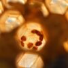 Unmasking the Unseen: The Future of Parasite Detection in Health and Agriculture