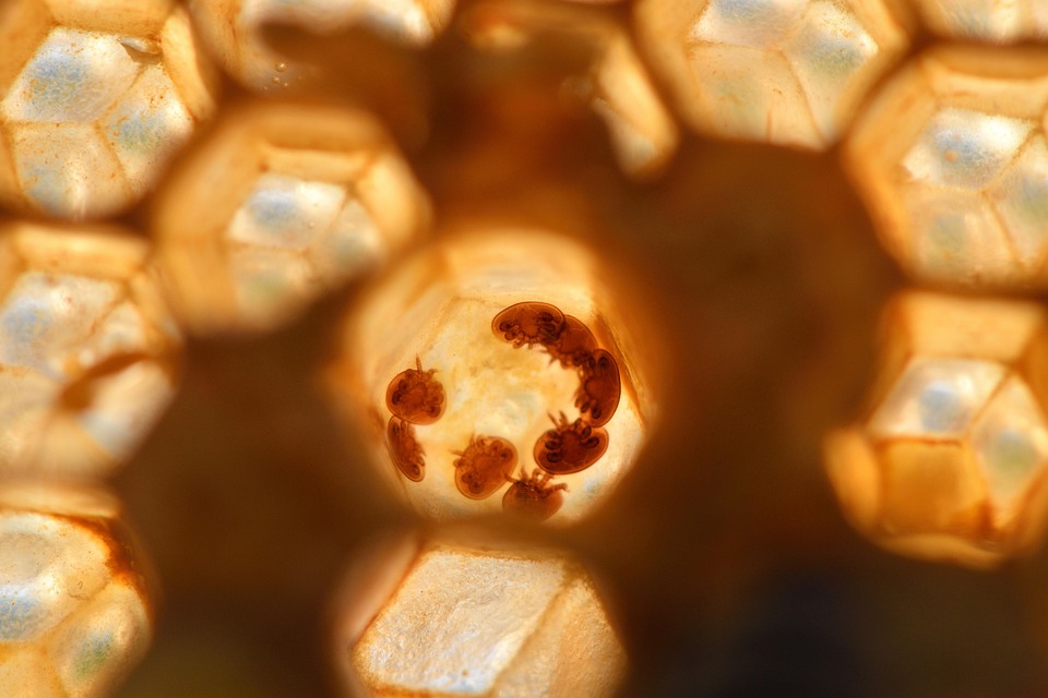 Unmasking the Unseen: The Future of Parasite Detection in Health and Agriculture