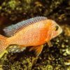 Unraveling the Secrets of Mouthbrooder Isolation: A Deep Dive into Aquatic Parenting and Species Preservation