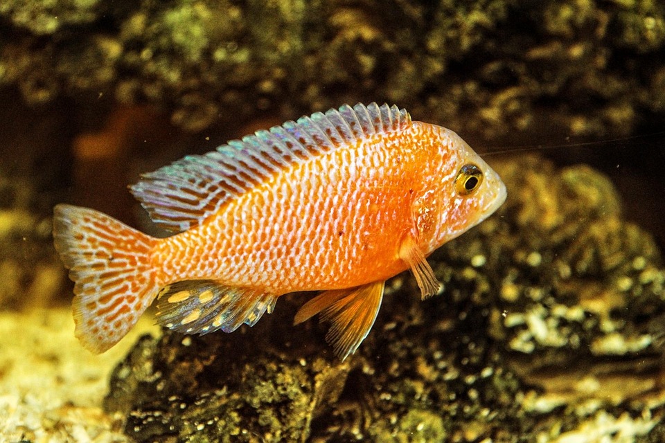 Unraveling the Secrets of Mouthbrooder Isolation: A Deep Dive into Aquatic Parenting and Species Preservation