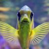 Unveiling Nature's Palette: The Fascinating World of Color Morphs in Reptiles