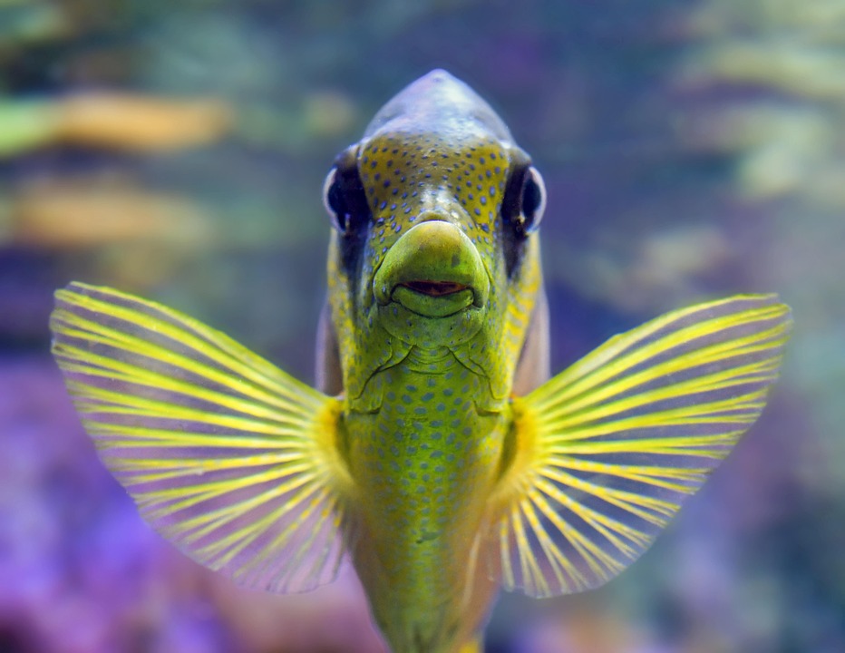 Unveiling Nature’s Palette: The Fascinating World of Color Morphs in Reptiles