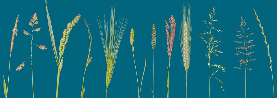 Unveiling the Ammonia Spike: The Silent Threat to Aquatic Life and Ecosystems