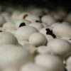 Unveiling the Art of Substrate Layering: Mastering the Foundation of Thriving Ecosystems