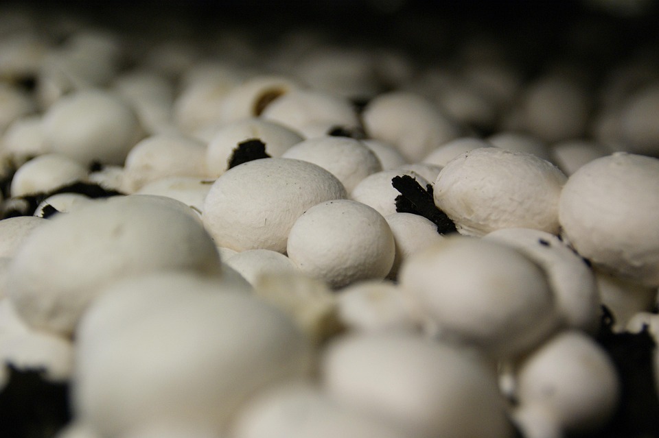 Unveiling the Art of Substrate Layering: Mastering the Foundation of Thriving Ecosystems