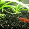 Unveiling the Charm of Cherry Shrimp: Your Ultimate Guide to Keeping These Colorful Aquatic Gems