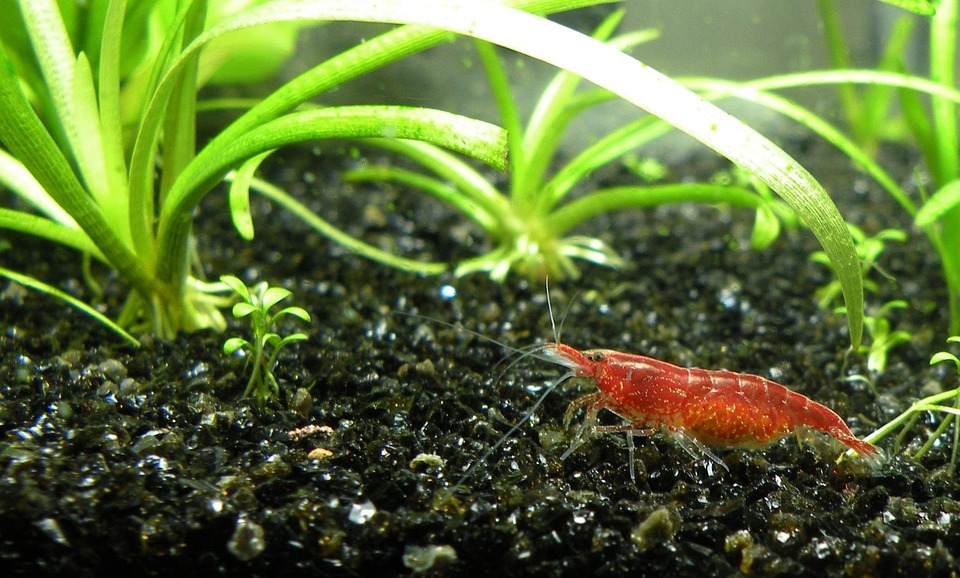 Unveiling the Charm of Cherry Shrimp: Your Ultimate Guide to Keeping These Colorful Aquatic Gems
