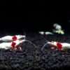 Unveiling the Magic: The Fascinating Journey of Brine Shrimp Hatching!