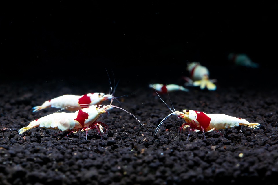 Unveiling the Magic: The Fascinating Journey of Brine Shrimp Hatching!