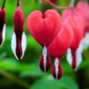 Unveiling the Secrets of the Bleeding Heart Tetra: The Aquatic Gem of Your Aquarium