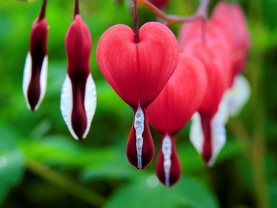 Unveiling the Secrets of the Bleeding Heart Tetra: The Aquatic Gem of Your Aquarium