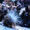 Unveiling the Underappreciated: The Fascinating World of Bottom Feeders