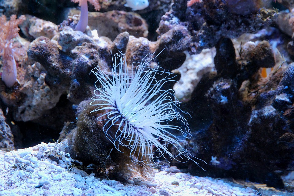 Unveiling the Underappreciated: The Fascinating World of Bottom Feeders