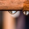 Clearing the Waters: Understanding and Managing Bacterial Blooms for a Healthier Ecosystem