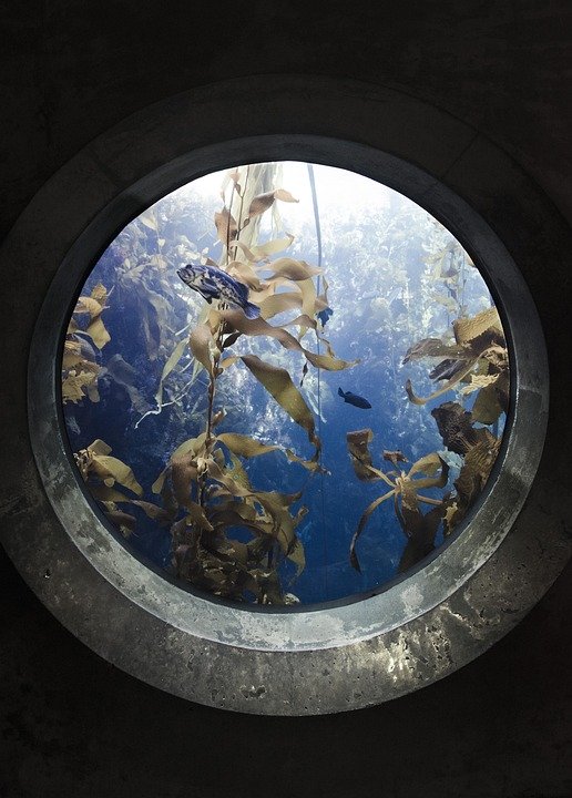 Dive into Community: Discover the Top Benefits of Joining an Aquarium Club!