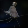 Tank Size Showdown: How to Choose the Perfect Size for Your Aquarium Adventure!
