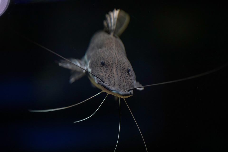 Tank Size Showdown: How to Choose the Perfect Size for Your Aquarium Adventure!