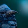 Unseen Invaders: The Alarming Surge of Parasite Outbreaks and What You Need to Know