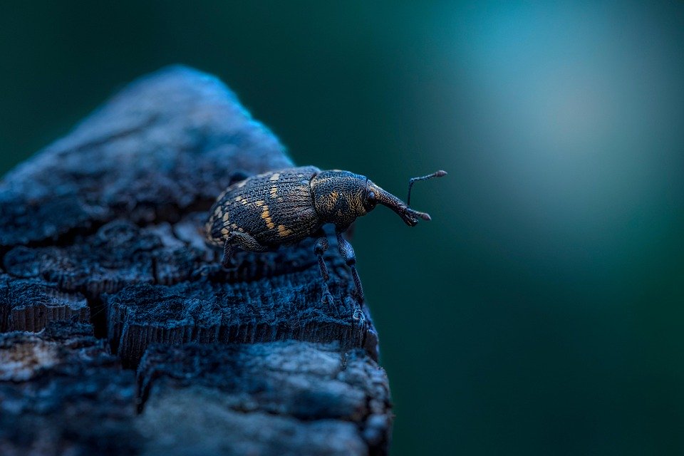 Unseen Invaders: The Alarming Surge of Parasite Outbreaks and What You Need to Know