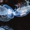 Why Fish Bags Float: The Science Behind Aquatic Mysteries and Your Next Fishing Adventure!