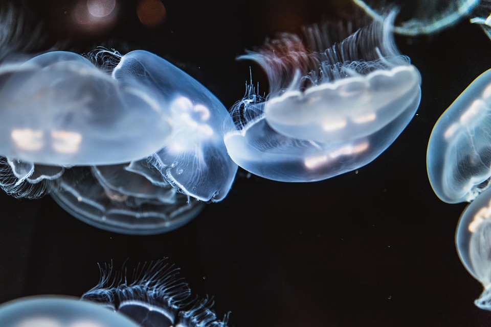 Why Fish Bags Float: The Science Behind Aquatic Mysteries and Your Next Fishing Adventure!