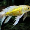 Creating Your Underwater Oasis: A Beginner's Guide to Freshwater Aquariums