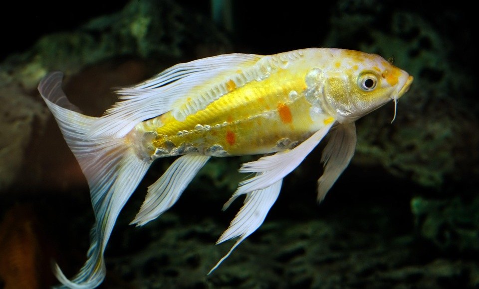 Creating Your Underwater Oasis: A Beginner’s Guide to Freshwater Aquariums